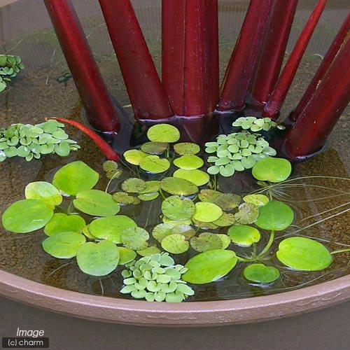 Amazon.co.jp: （ビオトープ）水辺植物 アマゾンフロッグビット（無